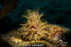 The painted hairy #frogfish (striated frogfish) is defini... by Eric Lambert 